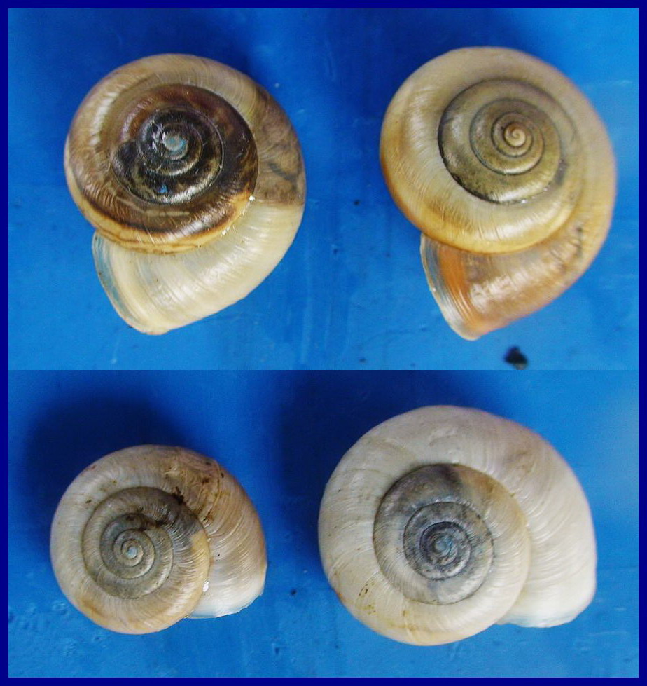 Monacha appenniniche del gruppo cantiana